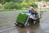 田植機で苗を植えていきます。 田植